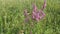 Pink meadow flower