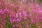 Pink meadow flowers