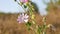 Pink meadow flowers swinging in the wind, autumn summer season