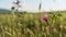 Pink meadow wildflower closeup