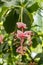 Pink medinilla magnifica flowers