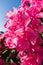 Pink mediterranean flowers on a morning sunshine