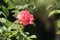 Pink Memorial rose details, Rosa lucieae , Asian species, Introduced ornamental species