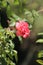 Pink Memorial rose details, Rosa lucieae , Asian species, Introduced ornamental species