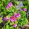 Pink mesembryanthem fynbos flowers growing on Table Mountain, Cape Town in South Africa. Green bushes and dry shrubs