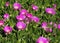 Pink Mesembryanthemum Flowers In Crete Greece