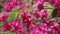 Pink mexican creeper or chain of love with  bees drinking nectar on flower in nature garden outdoor background , macro