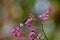 Pink Mexican creeper flowers - background