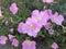 Pink Mexican Poppies