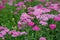 Pink milfoil flowers