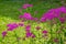 Pink milfoil flowers in meadow, macro photo. Medical herbs: Achillea millefolium, yarrow ,or nosebleed plant