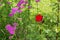 Pink milfoil and red rose flowers in meadow, macro photo. Medical herbs: Achillea millefolium, yarrow , or nosebleed