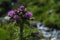 A Pink Milk Thistle against a blurred background