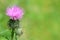 Pink milk thistle flower in bloom. Milk Thistle plant Silybum m
