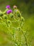 Pink milk thistle flower in bloom in spring