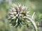 pink milk thistle flower in bloom in summer morning