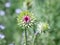 pink milk thistle flower in bloom in summer morning