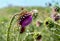 pink milk thistle flower in bloom in summer morning