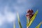 Pink milkweed buds up against a blue sky