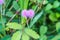 Pink mimosa flowers in a field of green forest