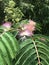 Pink Mimosa Pink Silk Tree Blossoms and Leaves - Albizia julibrissin