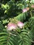 Pink Mimosa Pink Silk Tree Blossoms and Leaves - Albizia julibrissin