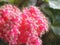 Pink mini cactus closeup Gymnocalycium mihanovichii friedrichii