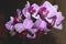 Pink mini phalaenopsis orchid with flowers and buds on a dark background. Selective focus