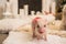 Pink mini pig indoors, partly focused