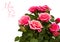Pink mini rose isolated