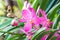 Pink mokara hybrids orchid in garden