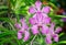 Pink mokara orchid flower
