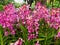 Pink Mokara orchid flowers