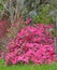 Pink Mollis Hybrid Azaleas, have  beautiful blossoms in the spring and fall. These are growing in Mississippi