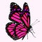 Pink monarch butterfly. Butterfly illustration