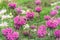 Pink Monarda, bee balm or bergamot in the summer garden