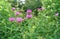 Pink monarda flowers. Bergamot herb, American lemon balm, Indian nettle, Oregon tea, bee balm, horse mint