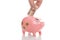 Pink money pigg Pesos Argentina