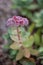 Pink Mongolian Stonecrop Hylotelephium ewersii, budding flowers