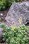 Pink Mongolian Stonecrop Hylotelephium ewersii, plants in natural habitat