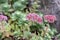 Pink Mongolian Stonecrop Hylotelephium ewersii, reddish-pink flowering plants
