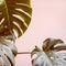 Pink monochrome tropical background with monster leaves