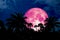 pink moon back silhouette in the ancient palm night blue sky