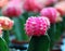 Pink Moon Cactus on the green Cactus, Gymnocalycium mihanovichii, often called chin cactus.