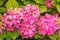 Pink Mophead Hydrangea