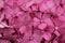 Pink mophead Hydrangea flowers