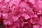 Pink mophead Hydrangea flowers