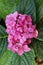 Pink mophead Hydrangea flowers