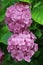 Pink mophead Hydrangea flowers