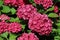 Pink mophead Hydrangea flowers in close up